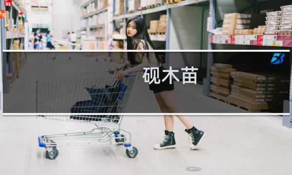 砚木苗