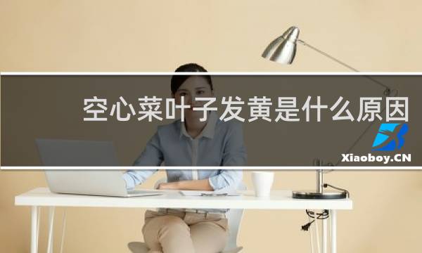 空心菜叶子发黄是什么原因