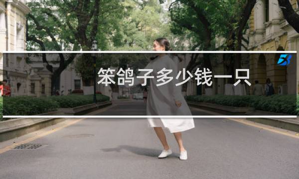 笨鸽子多少钱一只