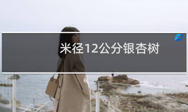 米径12公分银杏树