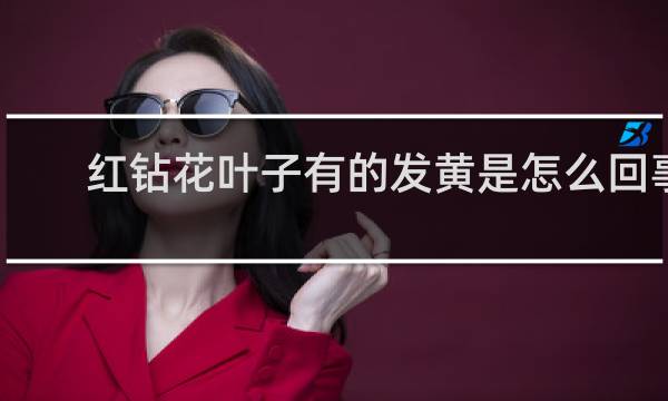 红钻花叶子有的发黄是怎么回事