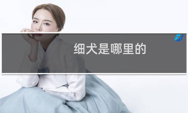 细犬是哪里的（细犬是什么犬）图片