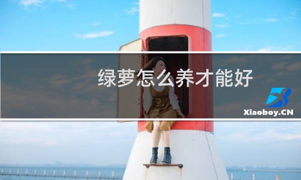 绿萝怎么养才能好图片