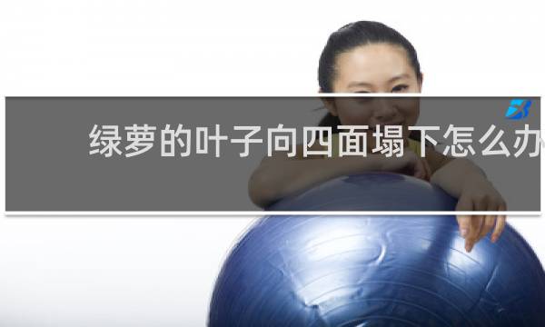 绿萝的叶子向四面塌下怎么办