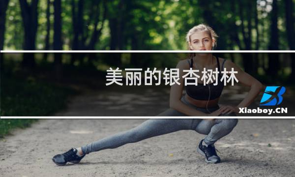美丽的银杏树林