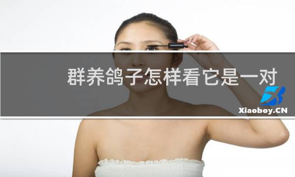 群养鸽子怎样看它是一对图片