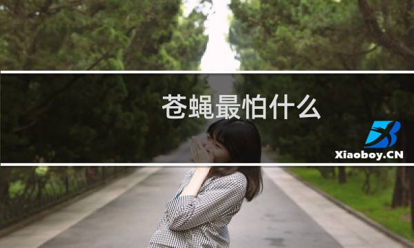 苍蝇最怕什么