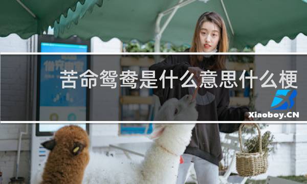 苦命鸳鸯是什么意思什么梗