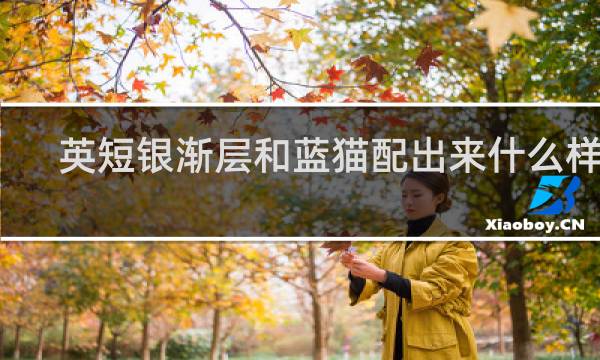 英短银渐层和蓝猫配出来什么样子