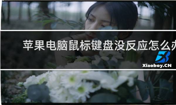 苹果电脑鼠标键盘没反应怎么办