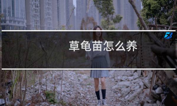 草龟苗怎么养（鳄龟龟苗怎么养（鳄龟苗怎么养））