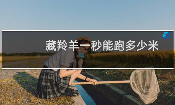 藏羚羊一秒能跑多少米