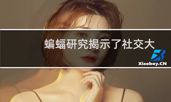 蝙蝠研究揭示了社交大脑的秘密