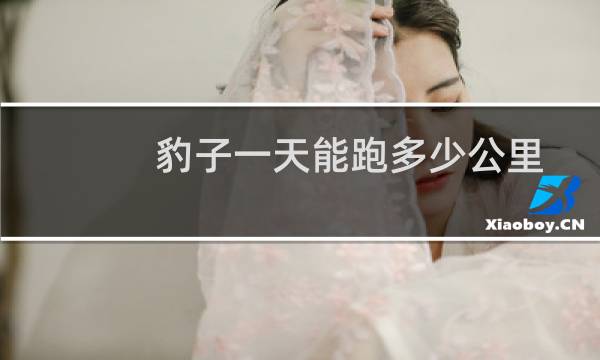 豹子一天能跑多少公里