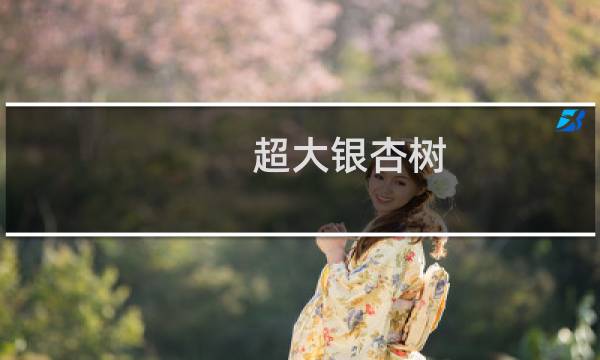 超大银杏树