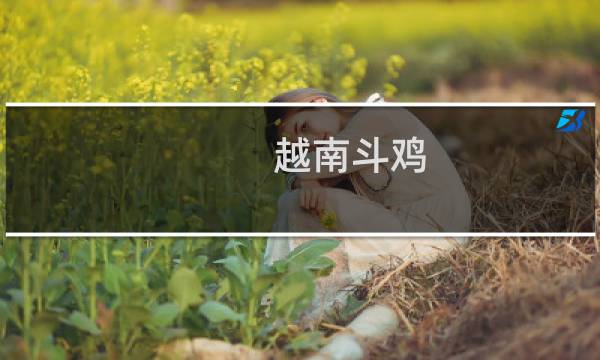 越南斗鸡