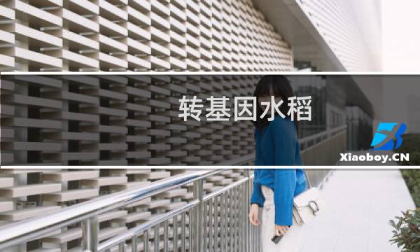 转基因水稻图片