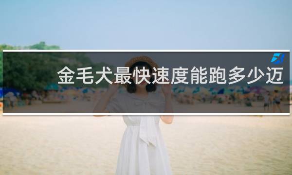 金毛犬最快速度能跑多少迈