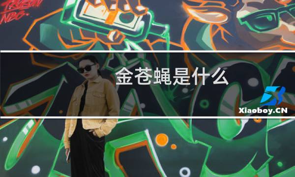 金苍蝇是什么