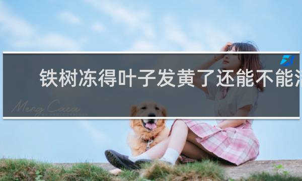 铁树冻得叶子发黄了还能不能活
