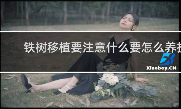 铁树移植要注意什么要怎么养护