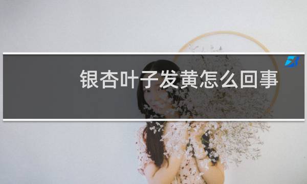 银杏叶子发黄怎么回事