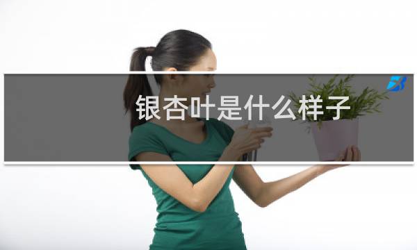 银杏叶是什么样子