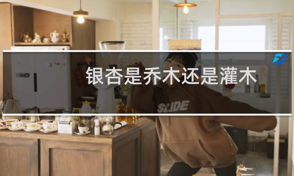 银杏是乔木还是灌木