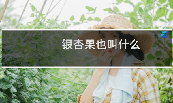 银杏果也叫什么