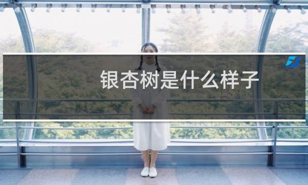 银杏树是什么样子