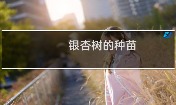 银杏树的种苗