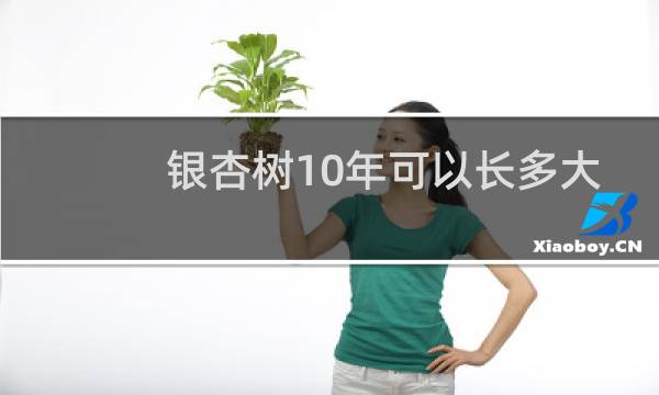 银杏树10年可以长多大