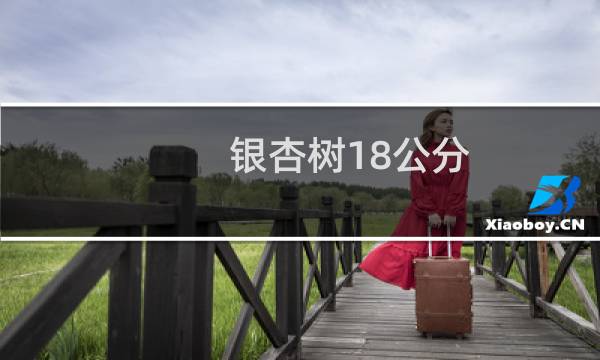 银杏树18公分