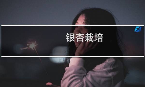 银杏栽培