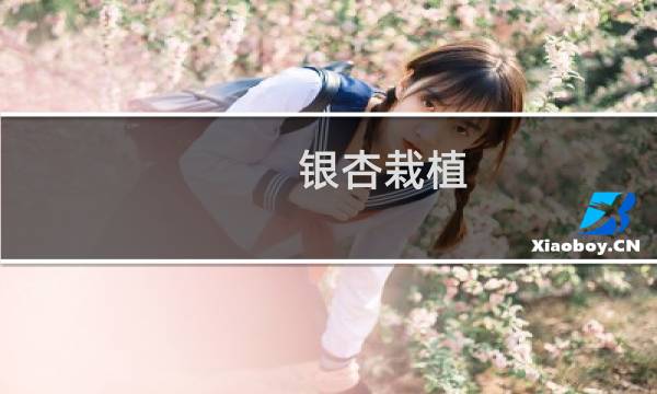 银杏栽植
