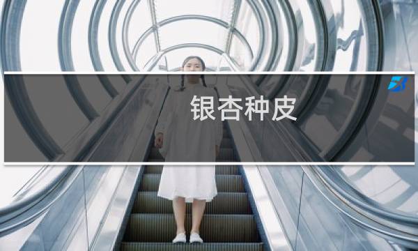 银杏种皮