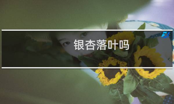 银杏落叶吗?