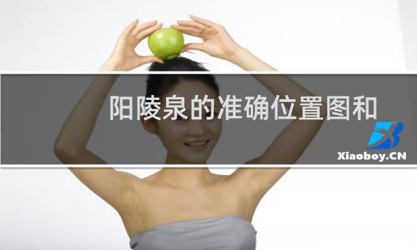 阳陵泉的准确位置图和作用