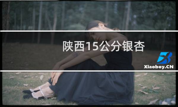 陕西15公分银杏