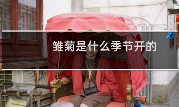 雏菊是什么季节开的