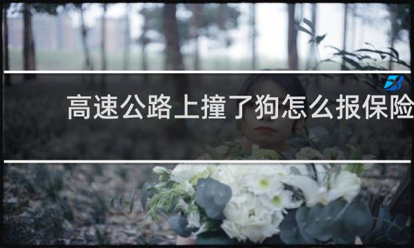 高速公路上撞了狗怎么报保险