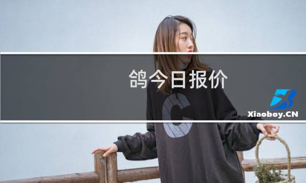 鸽今日报价