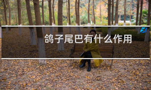 鸽子尾巴有什么作用