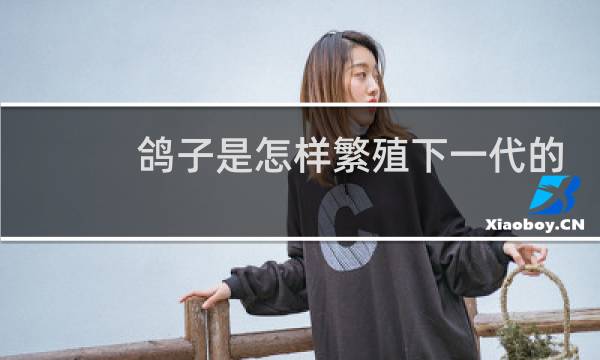 鸽子是怎样繁殖下一代的