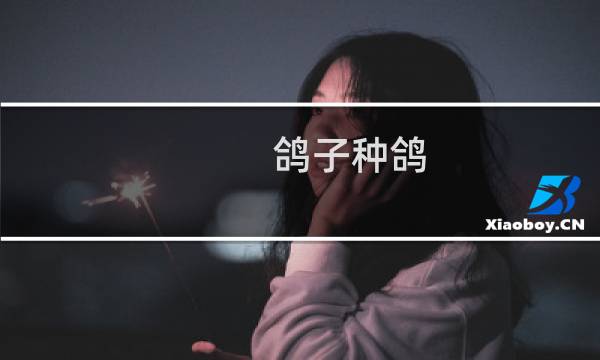 鸽子种鸽