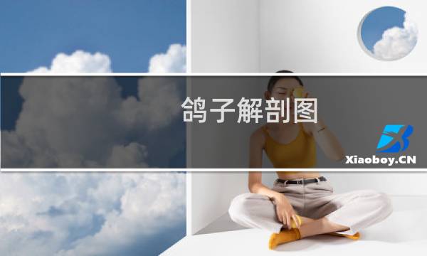 鸽子解剖图