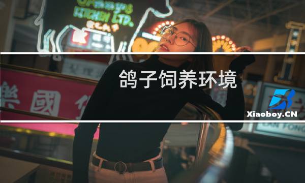 鸽子饲养环境图片