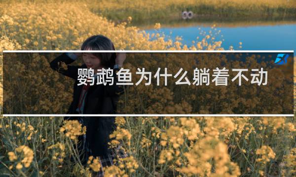 鹦鹉鱼为什么躺着不动