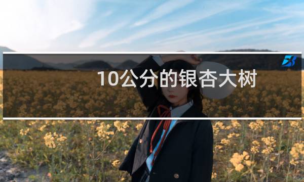 10公分的银杏大树