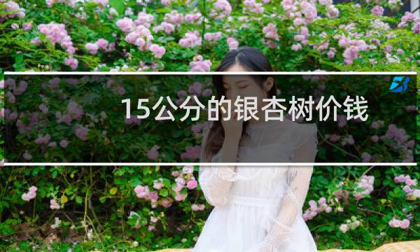 15公分的银杏树价钱